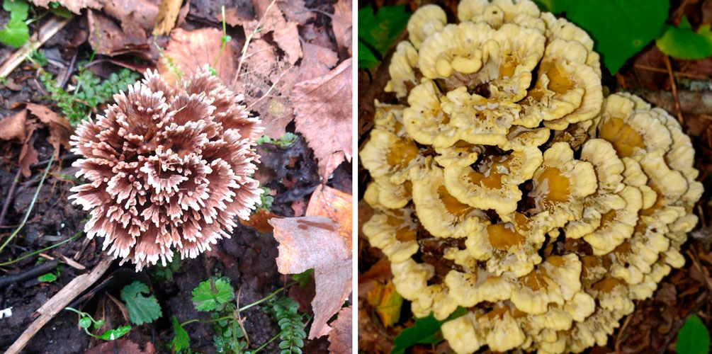 Finger phone (téléphone palm, thelephora palmata) : à quoi ressemblent les champignons, où et comment ils poussent, sont-ils comestibles ou non