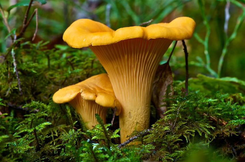 Chanterelle commune