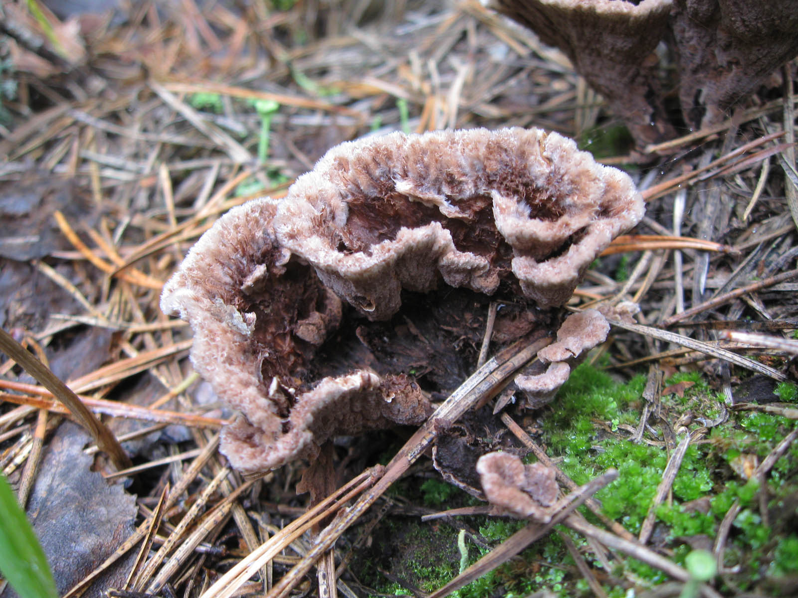 Terrestrial telephony (thelephora terrestris): what mushrooms look like, where and how they grow, are they edible or not