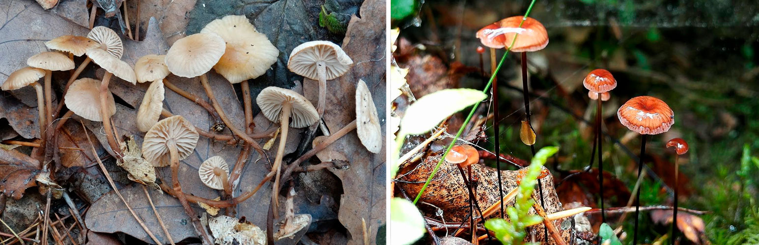 Bawang putih biasa (mycetinis scorodonius)