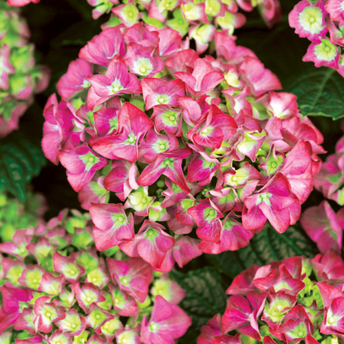 Paradicsom "pink clair f1": népszerű fajta a kertészek körében