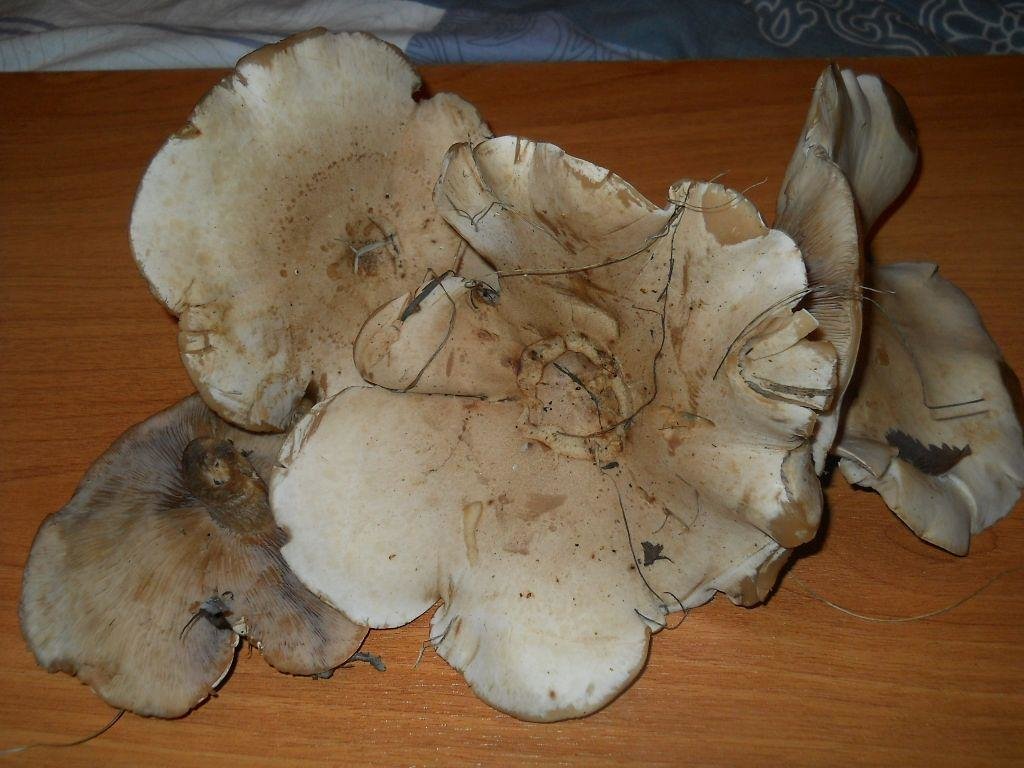 Lepista reverse. mushroom picker