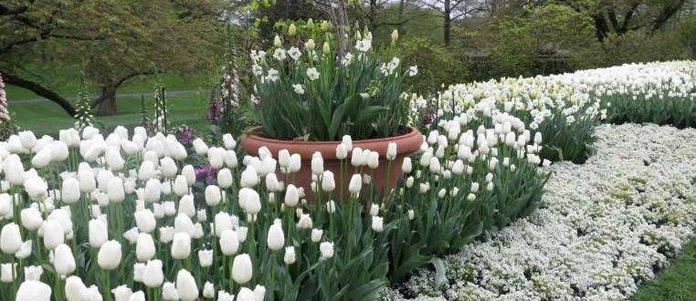 White tulips in the photo