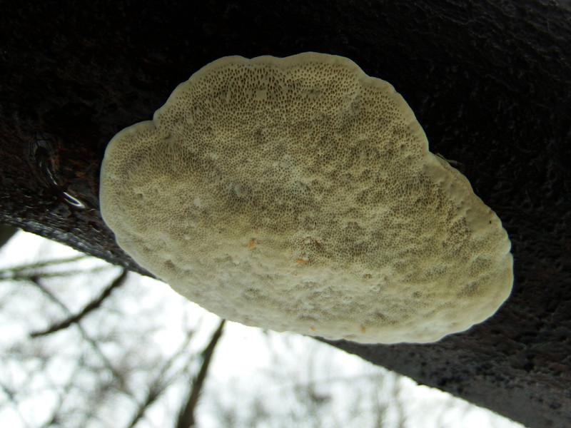 Púpos trametes