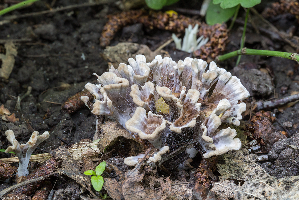 Finger phone (téléphone palm, thelephora palmata) : à quoi ressemblent les champignons, où et comment ils poussent, sont-ils comestibles ou non