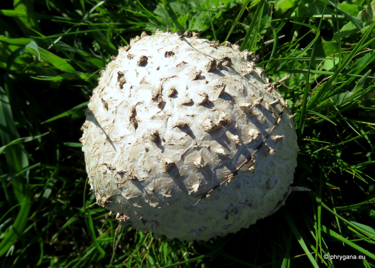 Fly agaric vittadini kk région de rostov