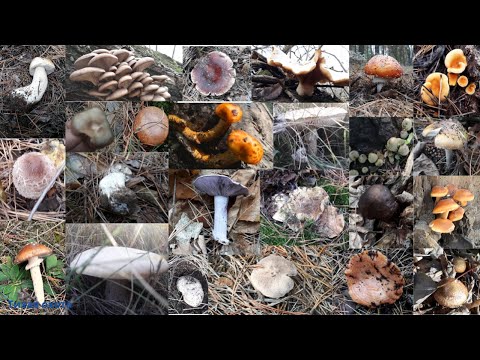 Fly agaric vittadini (amanita vittadinii): à quoi ça ressemble, où et comment il pousse, comestible ou toxique