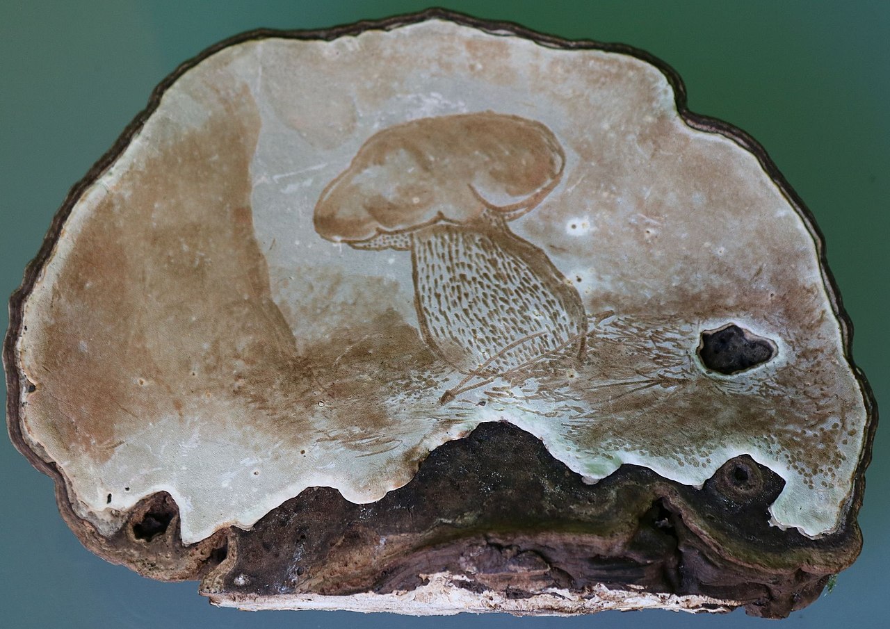 Polypore lakuer (ganoderma lucidum): cendawan perubatan yang unik