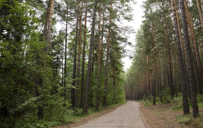Az erdőben való tartózkodásra vonatkozó engedély kiadására vonatkozó eljárás jóváhagyásáról a különleges tűzmegelőzési és az erdei vészhelyzeti rendszer időtartama alatt