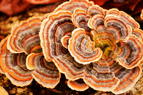 Trametes pelbagai warna - keterangan, di mana ia tumbuh, keracunan cendawan