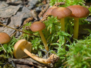 Gros ail (mycetinis alliacée) : à quoi ressemblent les champignons, où et comment ils poussent, comestibles ou non