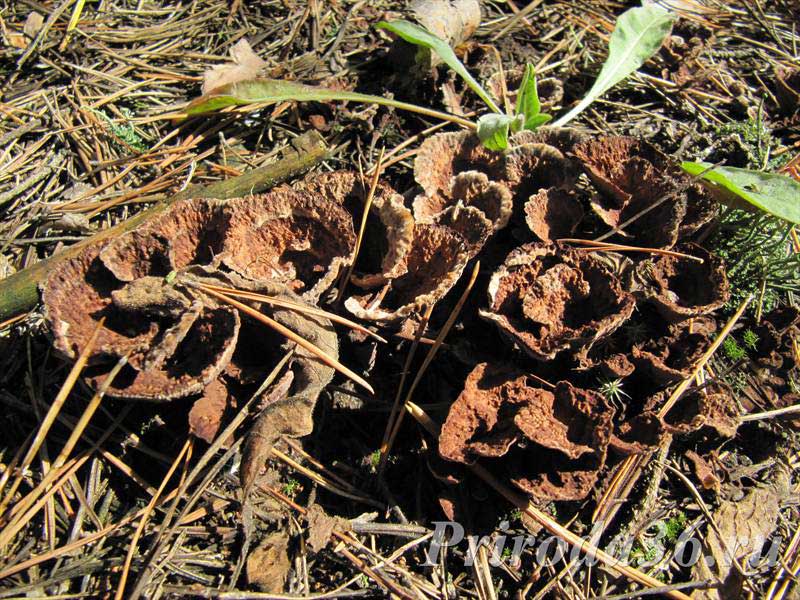 Téléphonie terrestre - champignon de forme irrégulière