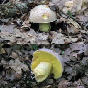 Analyse de tous les champignons blancs