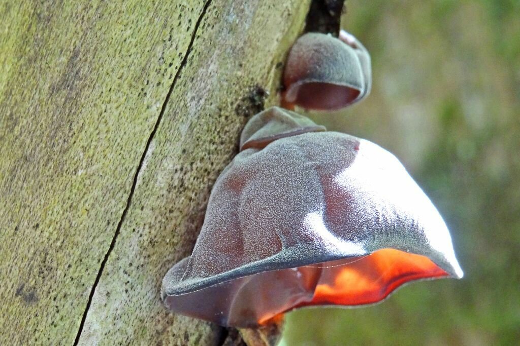 Auricularia