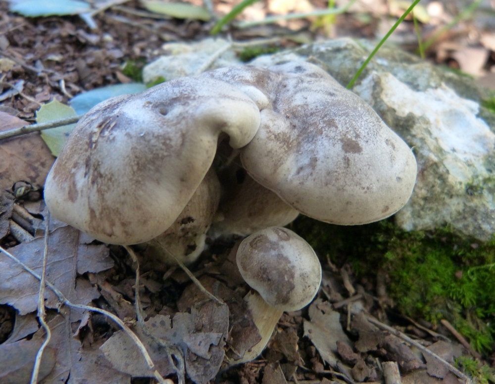 Features of the mushroom ryadovka weed