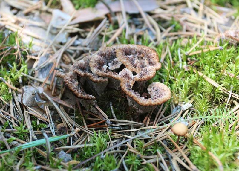 Telephura clove - a mushroom that resembles a carnation