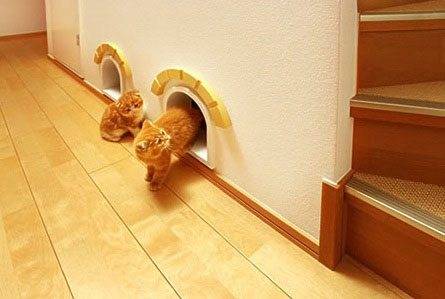 Creative solution for cats
