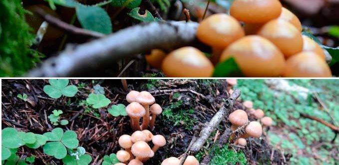 Ciuperci de vară
