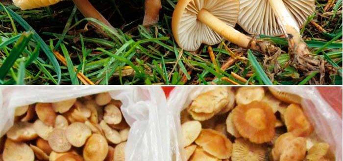 Meadow mushrooms