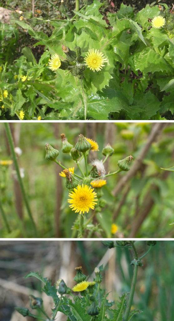 Trois photos d'un laiteron des champs