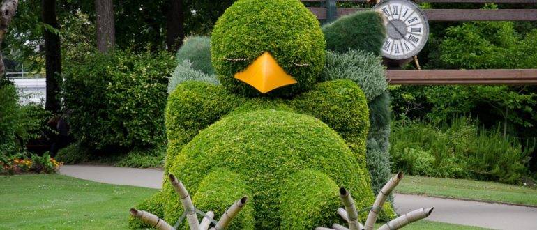 Bird from the bushes