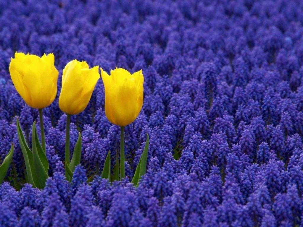 Muscari dan bunga tulip