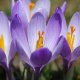 When to plant crocuses