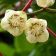 actinidia from seed