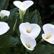 why calla lilies don't bloom