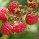 raspberry cultivation
