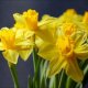 breeding daffodils