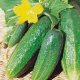 cucumbers libella