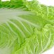 cultivation of Chinese cabbage