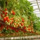pěstování jahod ve skleníku
