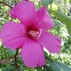 Herbaceous hibiscus