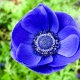 Crown anemone