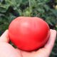 Dutch selection tomatoes