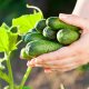 The most productive varieties of cucumbers