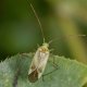Horsefly bug