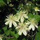Clematis Fargesioides