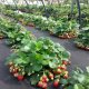 Strawberries under agrofibre