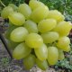 Bazhena szőlő
