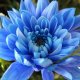 Crizanteme albastre