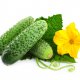 New varieties of cucumbers