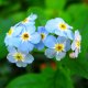 Forget-me-not marsh
