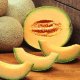 Melounový meloun