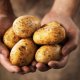 Holandská technologie pro pěstování brambor