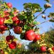Kako posaditi drvo jabuke