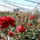 Growing roses in greenhouses