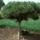 Pine pruning